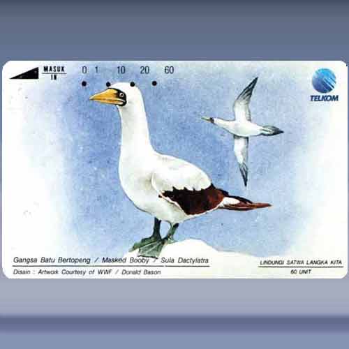 Masked Booby